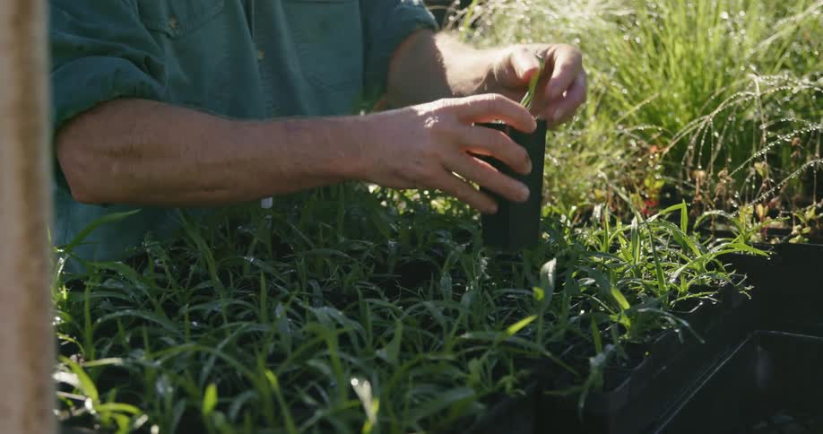 Man examining plants in garden nursery on sunny day