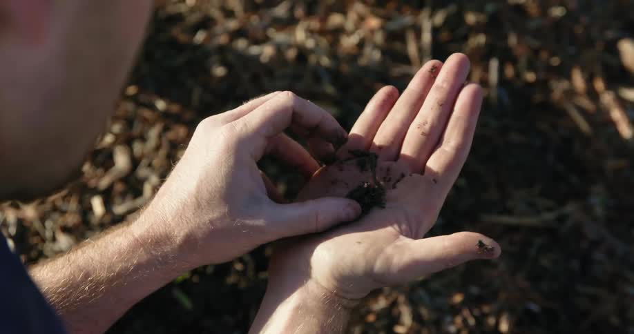 An earthworm moves in a mans hand