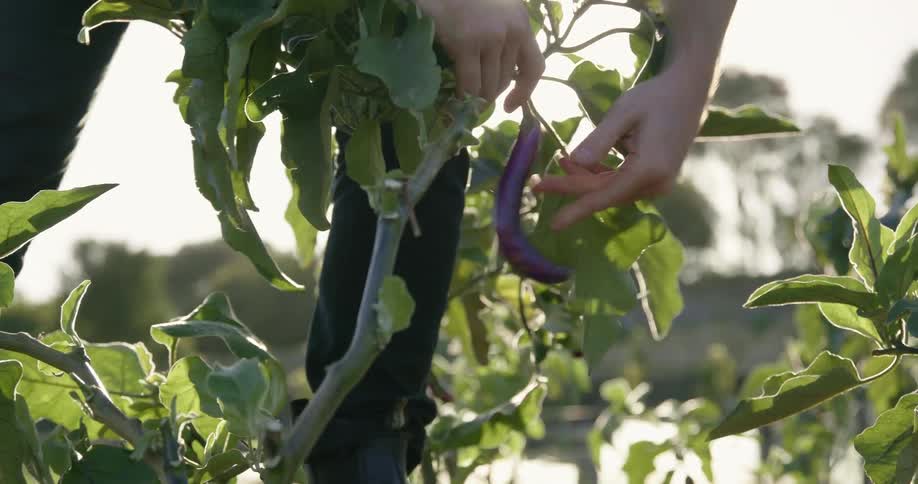A person leans over and checks a plant