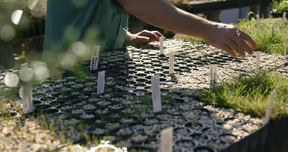 A man leans over checking sticks in the plants