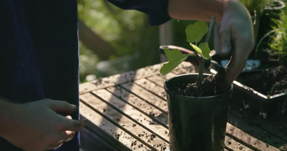 A man is planting things on a sunny day