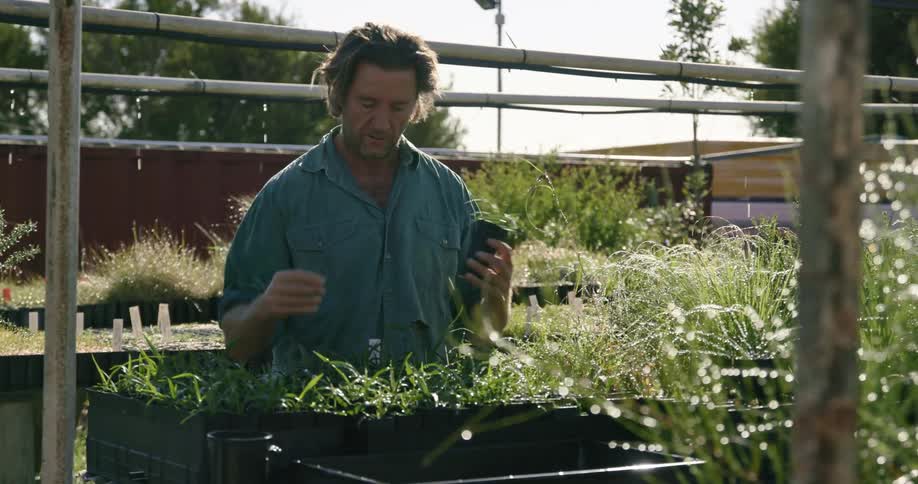 A man adjusts rows of seedling plants