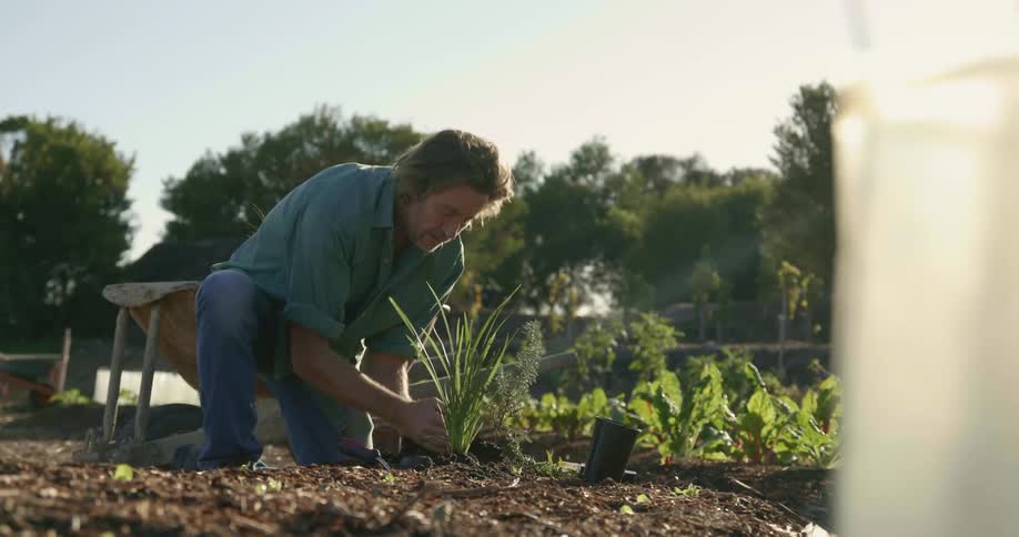 A man is planting stuff in a garden