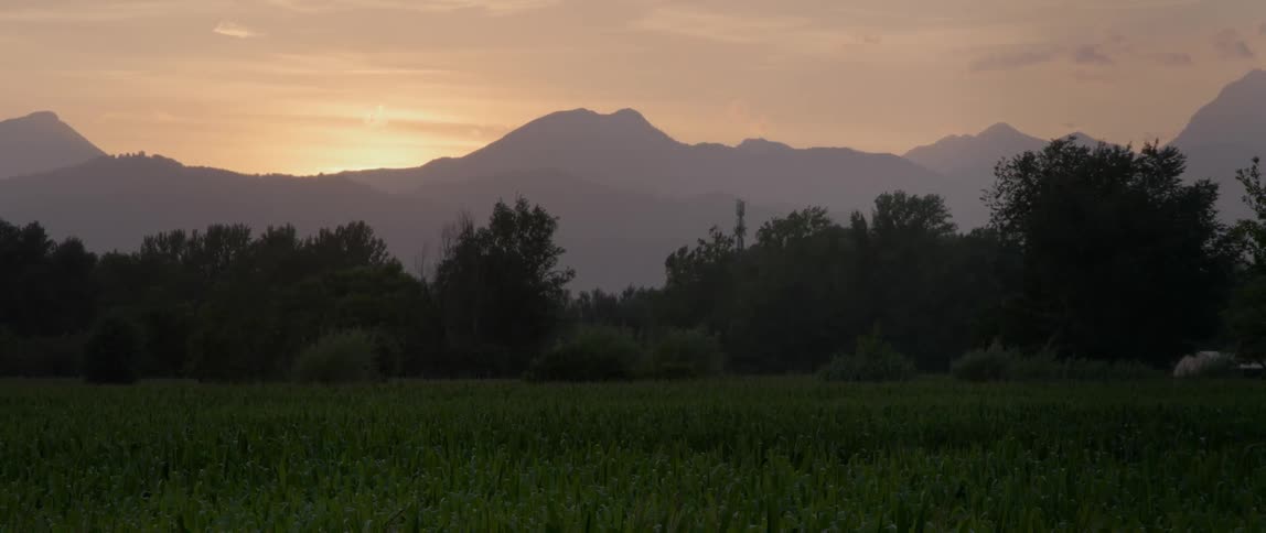 A green field leads to a forest at sunset