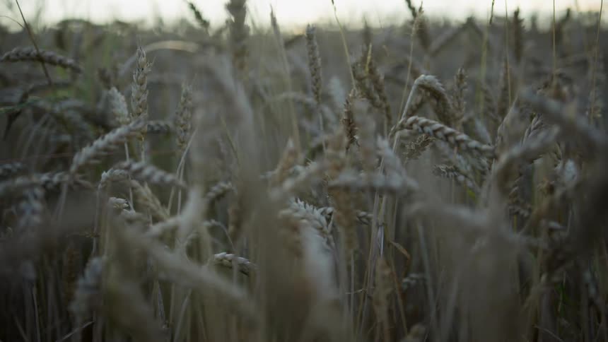 Tall wheat grass grows in a field