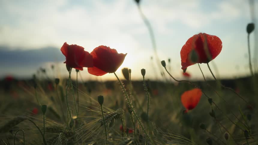 Close up of california poppies blooming on a field