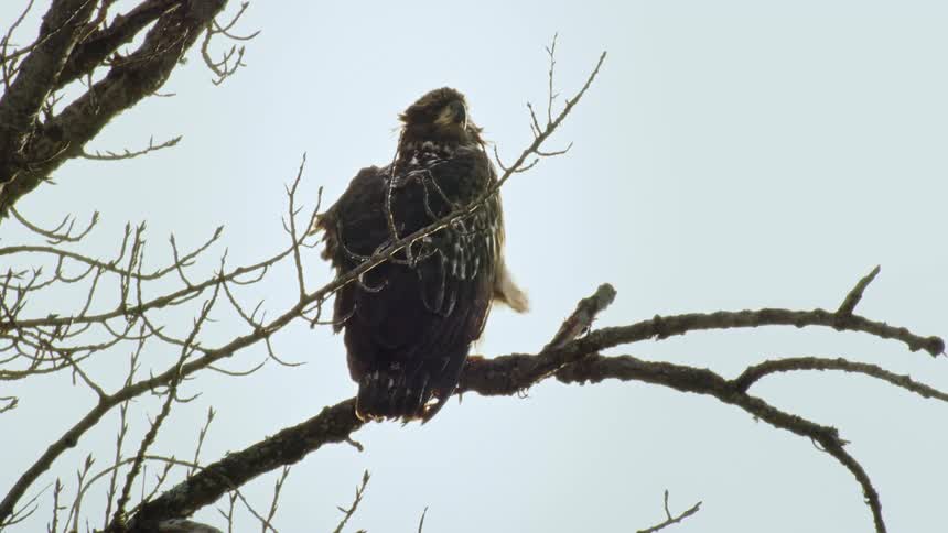 A Hawk sits on a bare branch while the wind ruffles its feathers and looks directly at the camera