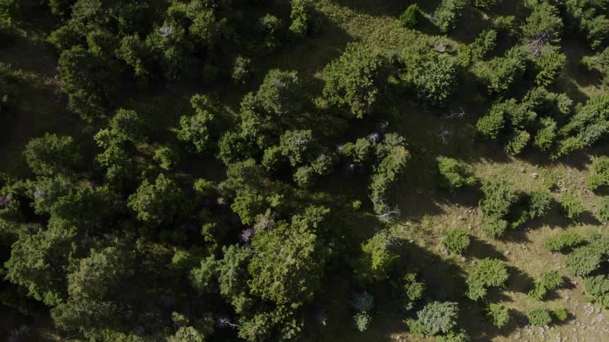Aerial view of forest trees