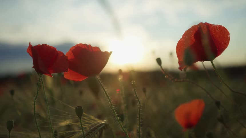 Red flowers line the field at sunrise
