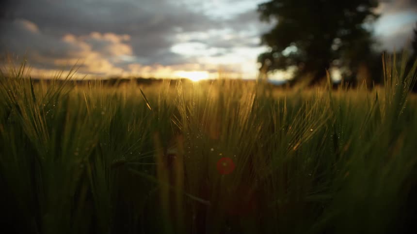 Close up of green blades of grass covered in dew on a field at morning