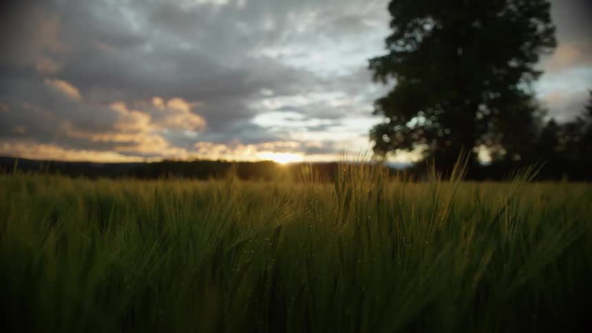A field of grass next to large trees with the sun setting on the horizon