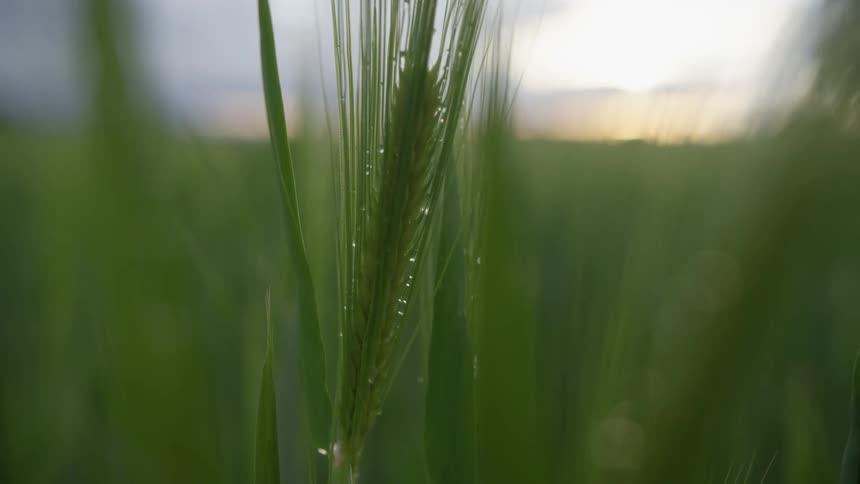 Water droplets on grass plant