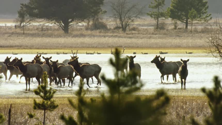Elk walk through water in a lake in a forest while geese swim in the distance at daytime
