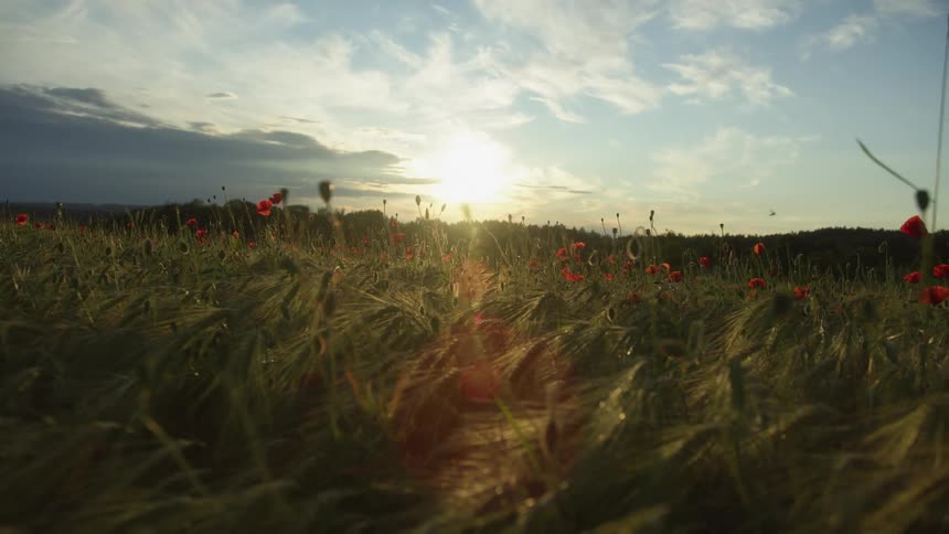 Sun shines on flowers in a field under a cloudy sky