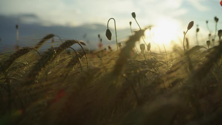 Sunlight shining over flowers growing in a rural grassy field at sunset