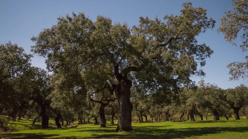 Oak trees in a park with green grass at daytime