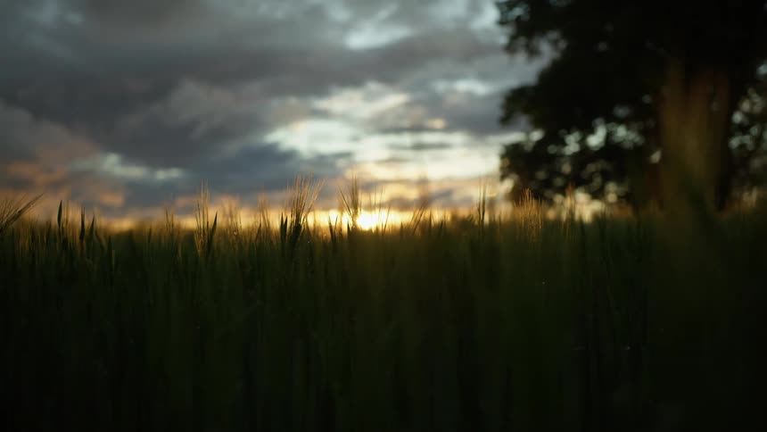 Sun shines on grass in a field as it sets in a cloudy sky