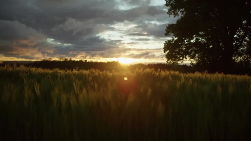 Sun shines on grass in a field as it sets in a cloudy sky