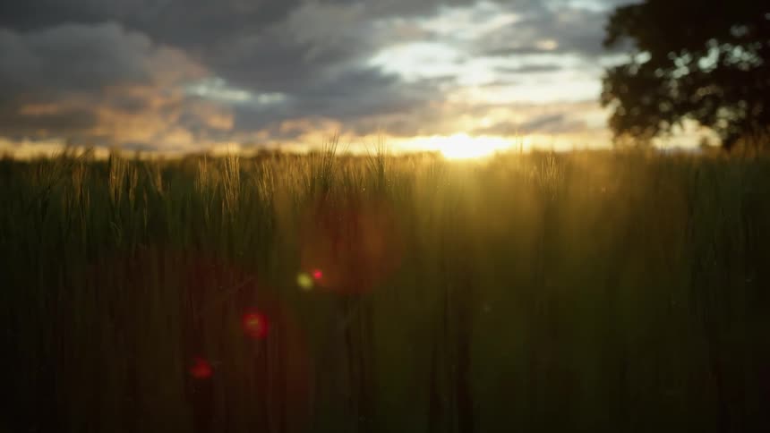 A grassy field with trees the sky and clouds in the background