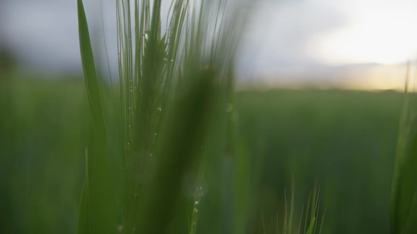 Close up of green blades of grass covered in dew on a field at morning