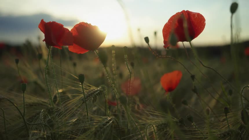 Red wildflowers blooming over the green grass blades on a field at morning