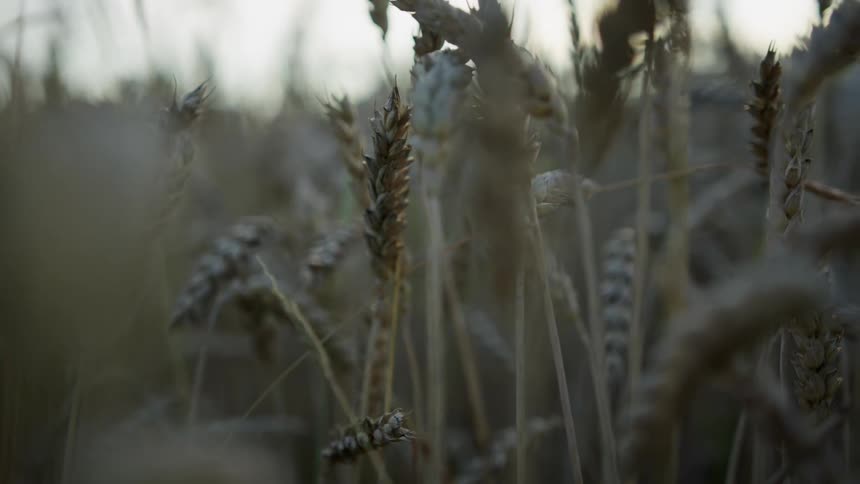 Wheat growing in a field