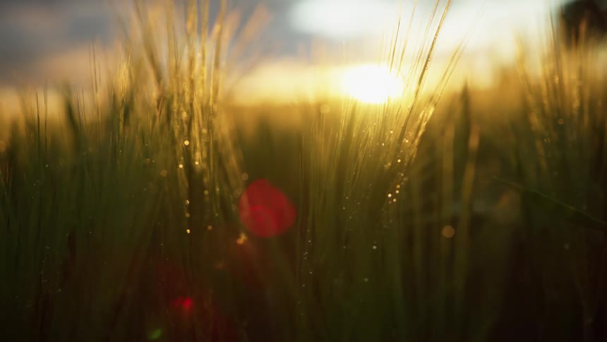 A landscape with a grassy field with a sunset the sky and clouds in the background