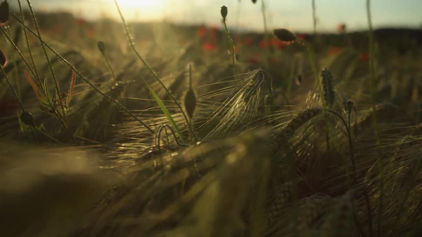 Close up of stems of plants and green vegetation in a grass field at sunset