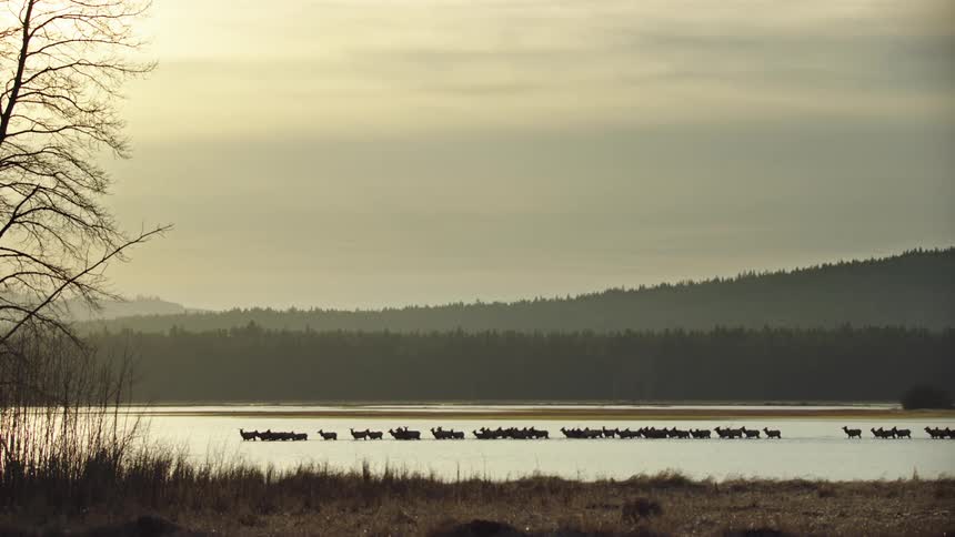 A large herd of Elk wade through the water at sunset in an alpine area