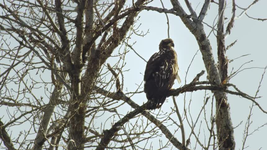 An Hawk standing on the branch of a tree at morning as the camera slowly rotates around the scene