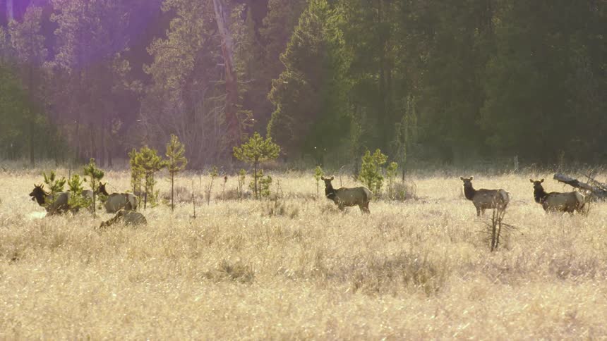 A herd of elk in a grassy field surrounded by forest trees