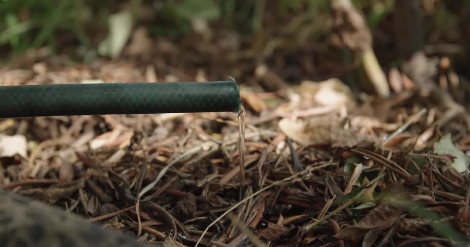 Water flows out of a garden hose onto dry grass