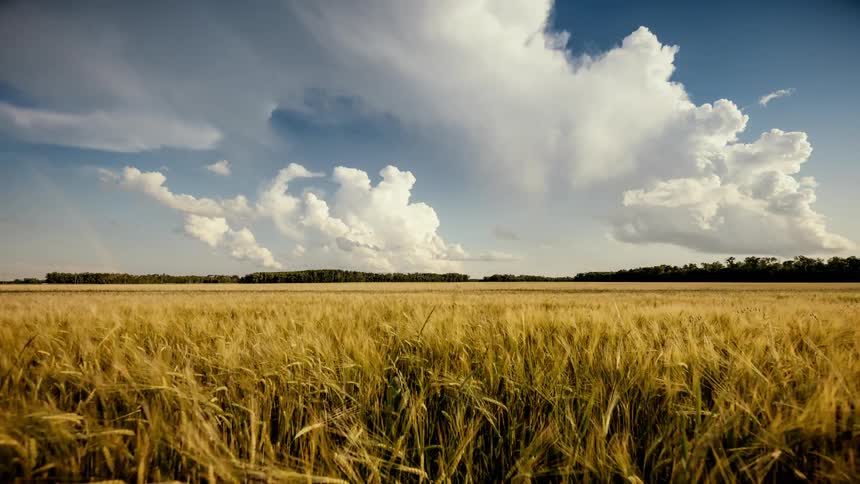 A landscape with grass with trees the sky and clouds in the background