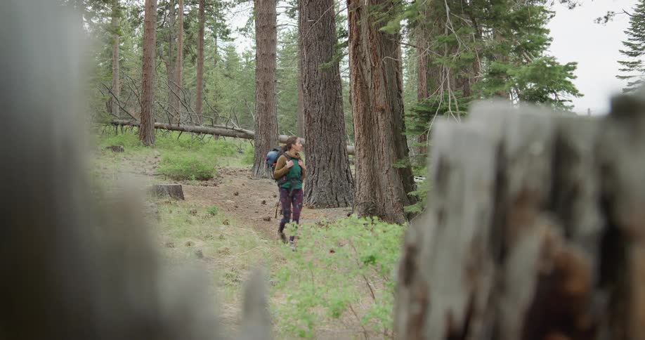 A woman stops on a trail during a hike to look up at tall trees