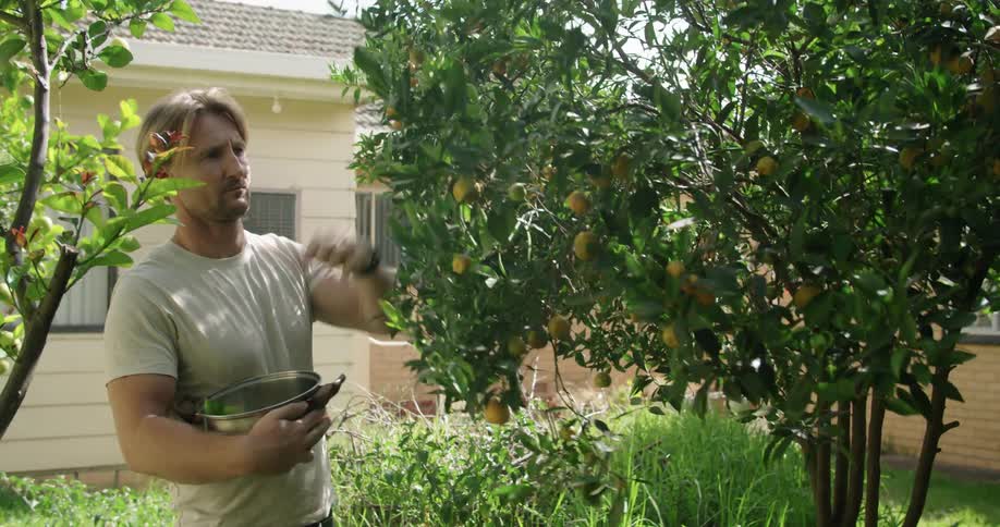 A man picking fruit off a tree in a yard