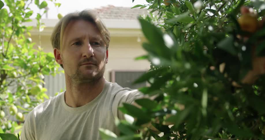 Man picking up fruits from the tree on his garden at home