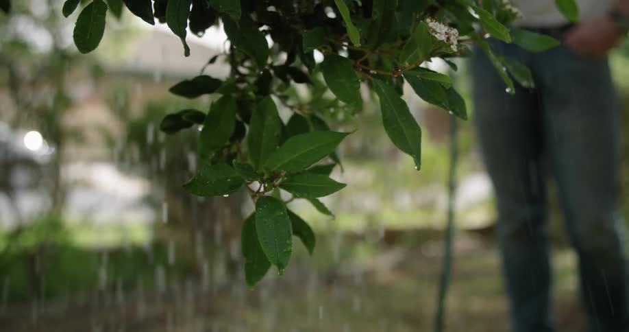A person standing with a garden hose watering a plant