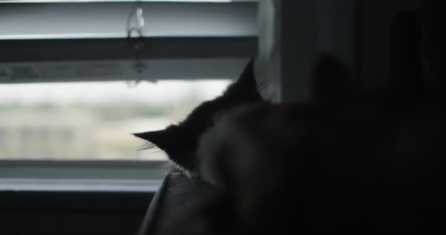 A cat sleeps by a window