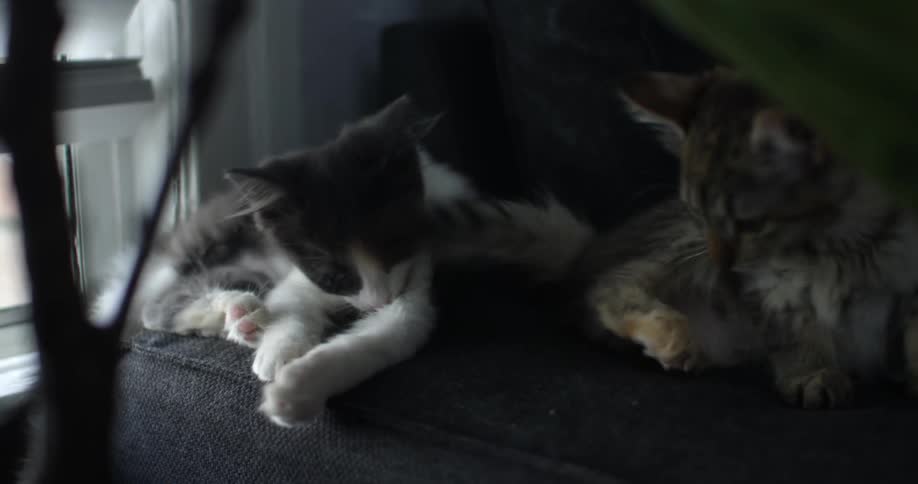 Two cats lay down beside each other