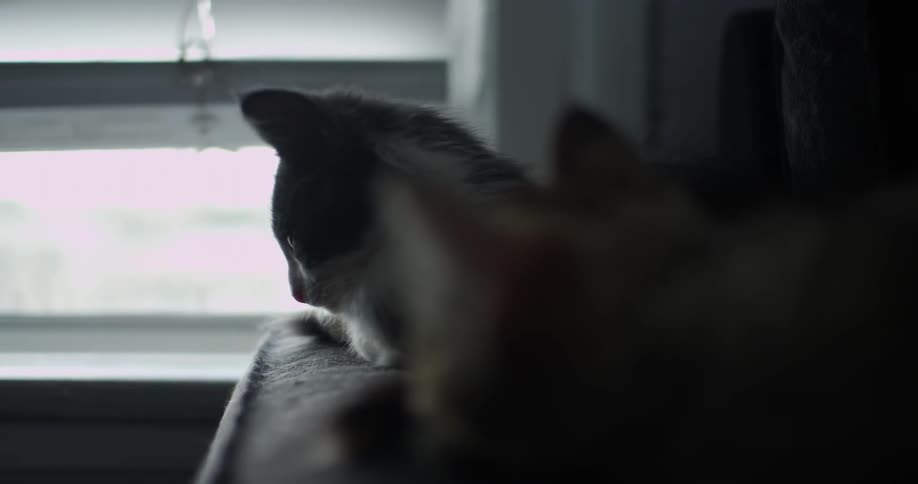 Two kittens lay down near a window