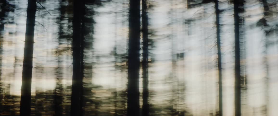 A frantic look around a forest