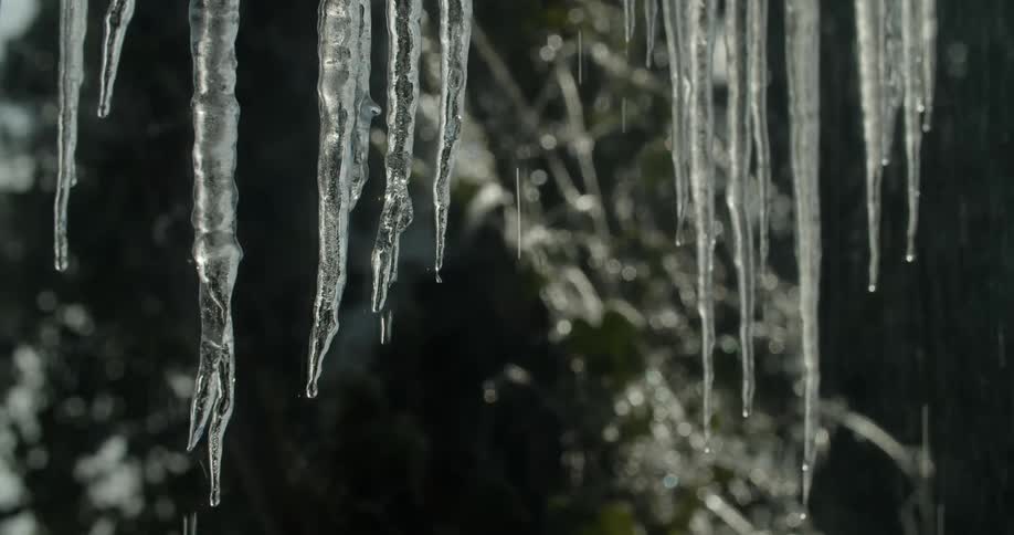 Icicles melting with dripping water with trees in the background