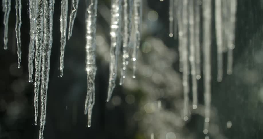 Water droplets falling from melting icicles in winter
