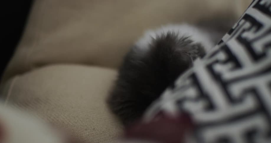A grey and white kitten snuggles in while sleeping