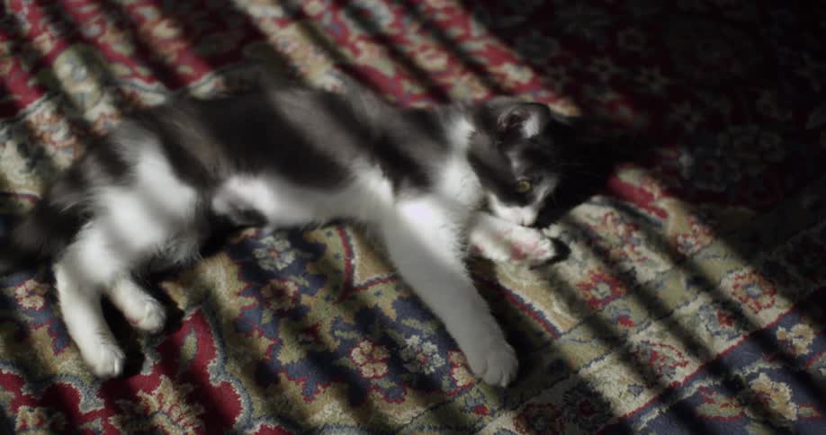 A cat walks on a carpet and lays down