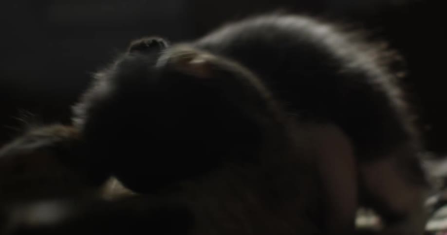 Two kittens are fighting and playing