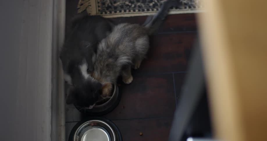 Two young cats sharing a bowl of food