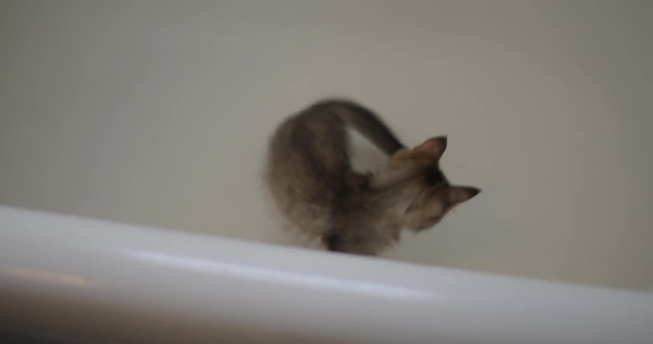 A small kitten is in a tub