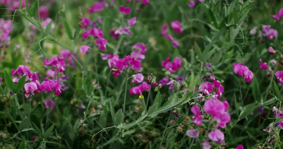 A bee moves among sweet pea flowers