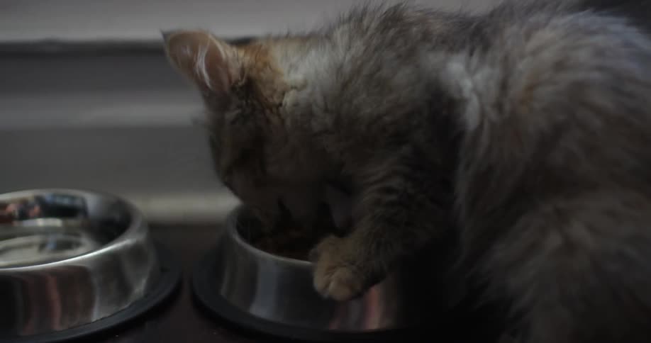 A cat is eating from a bowl
